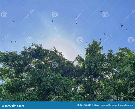  Banyan Tree and Flying Birds - Một Bản Cân Xứng Đối và Sự Hào Sảng Của Thi thiên!