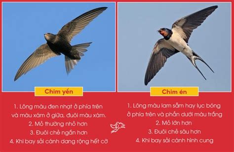  Cây Sồi và Chim én: Một Nghi Thức về Tự Nhiên và Sự Linh Thiêng