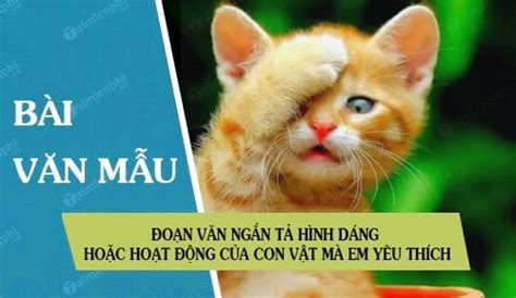  Tý Hổ - Chuyển Động Dữ Dội và Linh hồn Mạnh Mẽ của Con Vật!